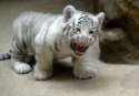 3384A40E00000578-3557504-Roaring_good_time_A_two_month_old_white_tiger_was_ready_to_shake-a-72_1461584982504.jpg