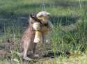 Kangaroo-Hug-teddy-Gillian-Abbott-released.jpg