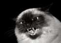 227xNxangry-hissing-cat.jpg.pagespeed.ic.xdGbYOWUkA.jpg