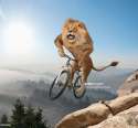 majestic-lion-riding-mountain-bike-on-rocky-hillside-picture-id554200163.jpg