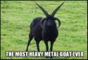 heavy-metal-goat.jpg