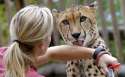 Cheetah licks his trainer on the arm.jpg