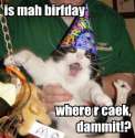 Happy Birthday cat.jpg