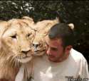 Lions happily rub all over their friend.gif