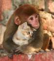 94640-monkey-hugs-kitten-meme-Imgur-UQmJ.jpg