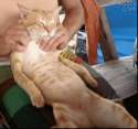 Orange kitty enjoys shoulder massage.gif