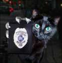 police_cat.jpg
