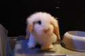 cute-fluffy-rabbit-400x268.jpg