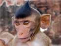 Funny-Monkey-Pictures-3-300x229.jpg
