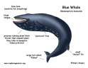 blue_whale_diagram.jpg