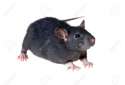 7437197-Portrait-of-a-small-black-rat-isolated-Stock-Photo.jpg