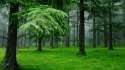 forest_fog_grass_spruce_trees_48085_1920x1080.jpg