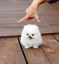 Small Dog.jpg
