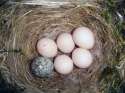Eastern_Phoebe-nest-Brown-headed-Cowbird-egg.jpg