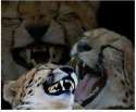 laughing cheeta.jpg