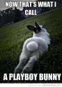funny-rabbit-playboy-bunny-pics.jpg