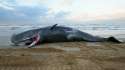 559101-dead-whale[1].jpg