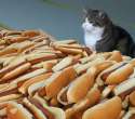 cat hot dogs.png