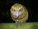 kakapo-1024x792.jpg