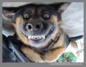 doggie smile teeth.jpg