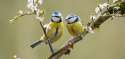 Two-blue-tits-on-blossom-branch-by-David-Reynolds-Creative-Commons.jpg