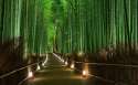 bambooforest.jpg