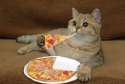 pizza4cats.jpg
