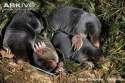 Young-European-moles-in-nest.jpg