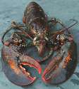 ar-lobster-02.jpg