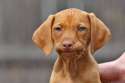 Disappointed-Dog-Face-04.jpg