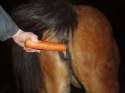 man feeding horse carrot.png