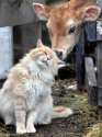cat-cow-calf-kisses-friends-farm.jpg