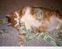 fat cat.jpg