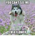 you-cant-see-me-im-a-flower.jpg