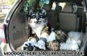 furry in the car.jpg