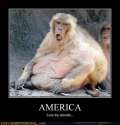 fat-american-monkey.jpg