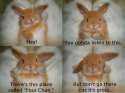 bunny-4chan-500x375.jpg