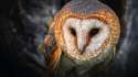 owl 6.jpg