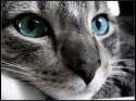 Beautifull-cat-cats-14749904-2048-1536.jpg
