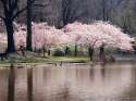 East-Lake-Cherry-Blossom-Park-o86.jpg