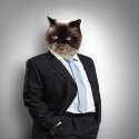 sergey-nivens-funny-fluffy-cat-in-a-business-suit-businessman-collage.jpg
