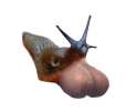 370017 - Mollusk Snail slug.jpg