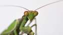 praying-mantis-eyes.jpg