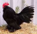 Big Black Cock.jpg
