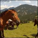 Angry horse mmmmm njam.gif