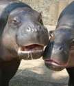 laughing hippos.jpg