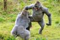 These-burly-gorillas-REALLY-love-their-veg-The-two-Western-lowland-gorillas-almost-camew-to-blows-over-a-jacket-potato.jpg
