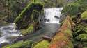 Forest_River_Waterfall_Log_Moss_Rocks_Stones_trees.jpg