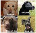 Lab_Dogs.jpg