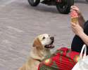 stop-dog-begging.png